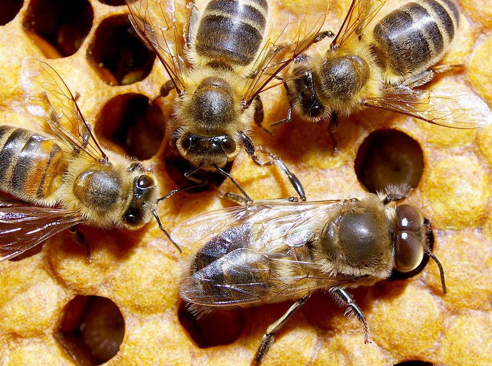 Bee Tasty