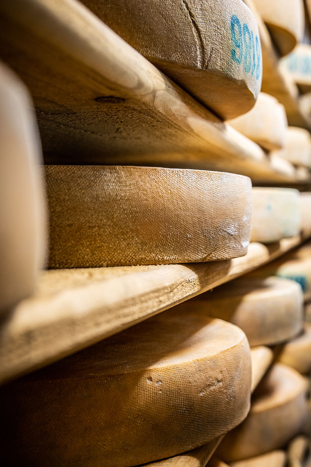 Fromage en cave posé sur des étagères en bois.