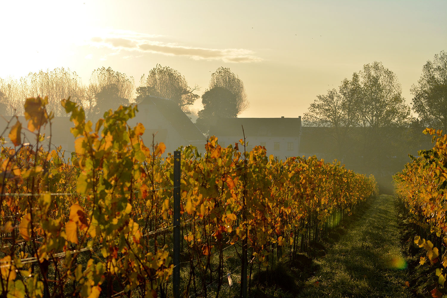 Domaine de Mehaignoul