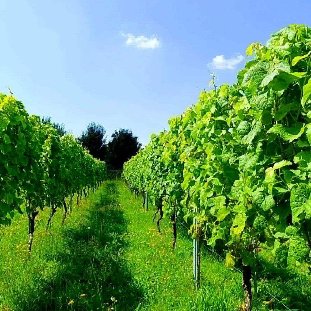 Vignoble de Sirault